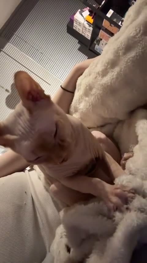 Sphynx cats for sale: Beautiful Beige Male Sphynx - Video 2