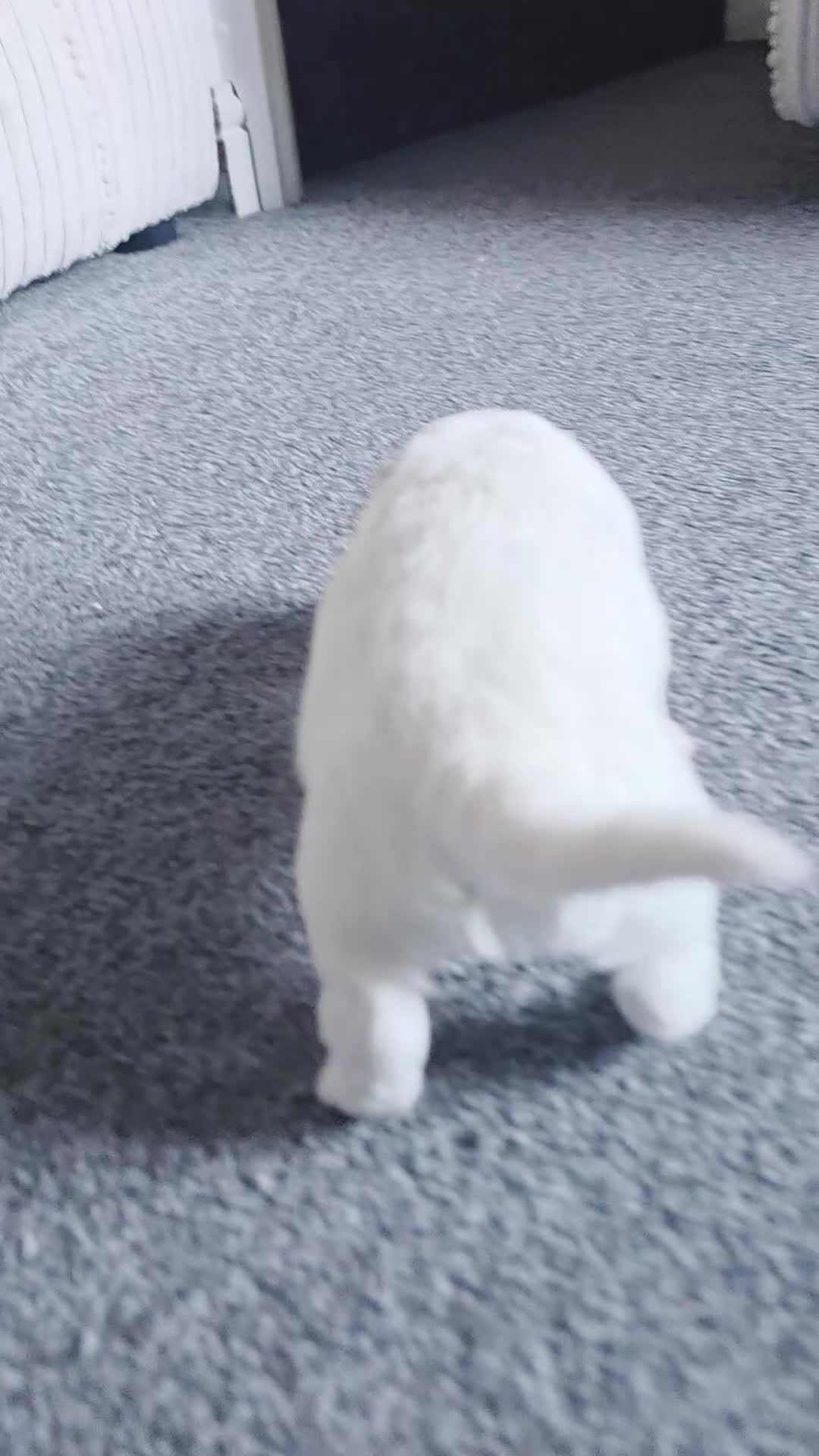Bichon Frise dogs for sale: BICHON FRISE puppys  - Video 2