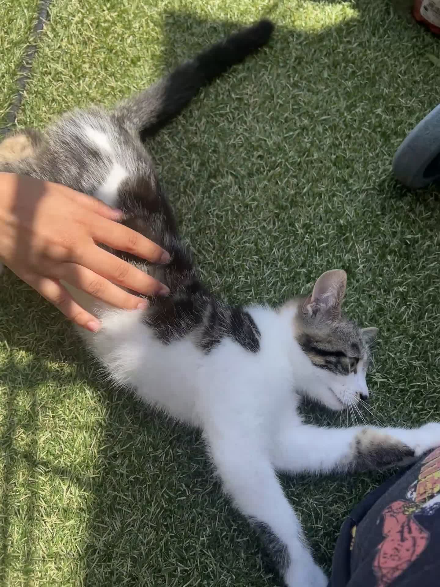 American Shorthair cats for sale: £10 Friendly cat!! black/white cat - Video 1