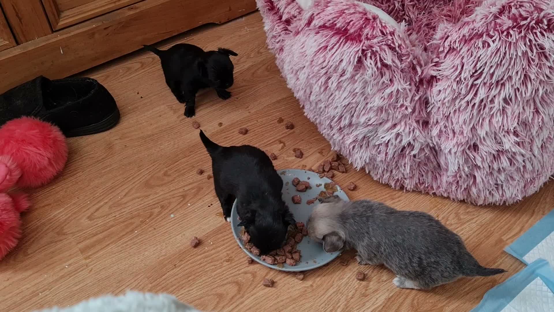 Chihuahua dogs for sale: Puppy's  - Video 1