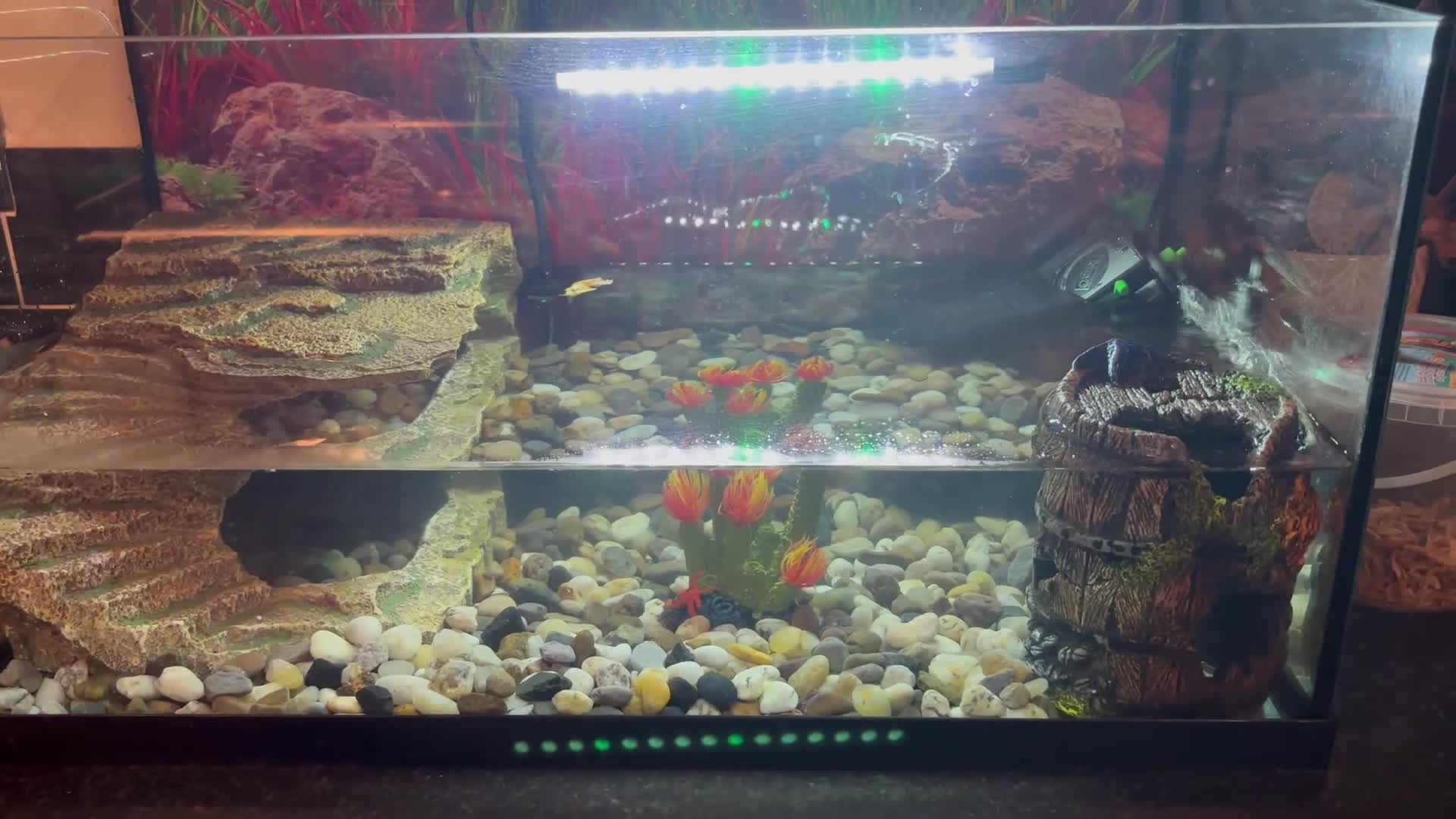 Turtle reptiles for sale: 3 year old musk turtle  in Barnsley - Video 1