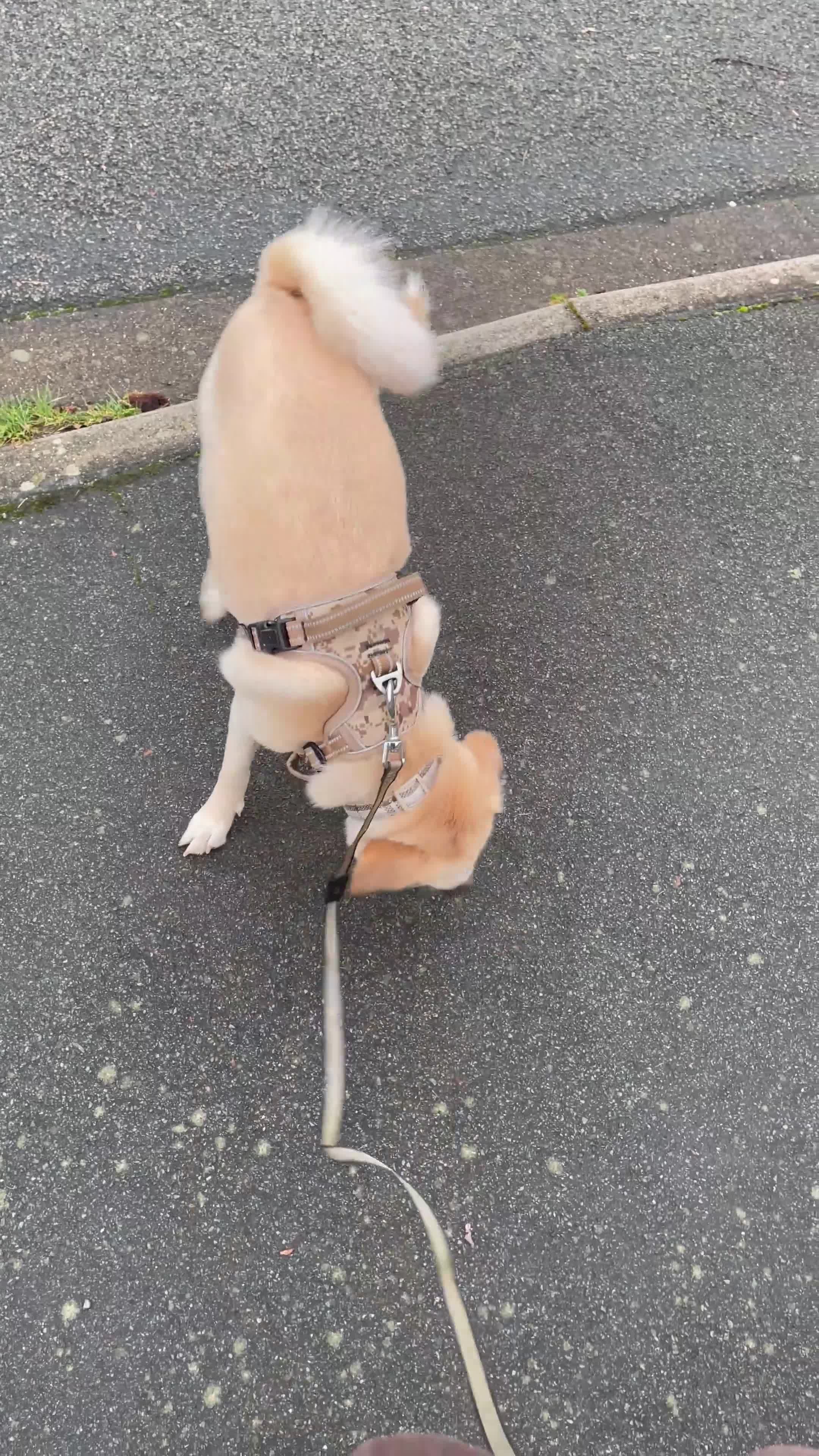 Mixed Breed dogs for sale: Belle the pomeagle - Video 3