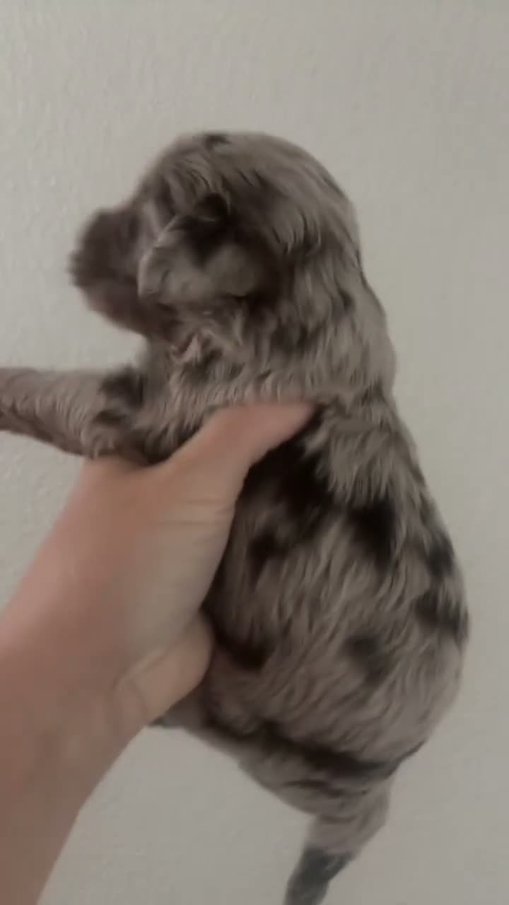 Cockapoo dogs for sale: Cocapoo puppies in Cramlington - Video 4