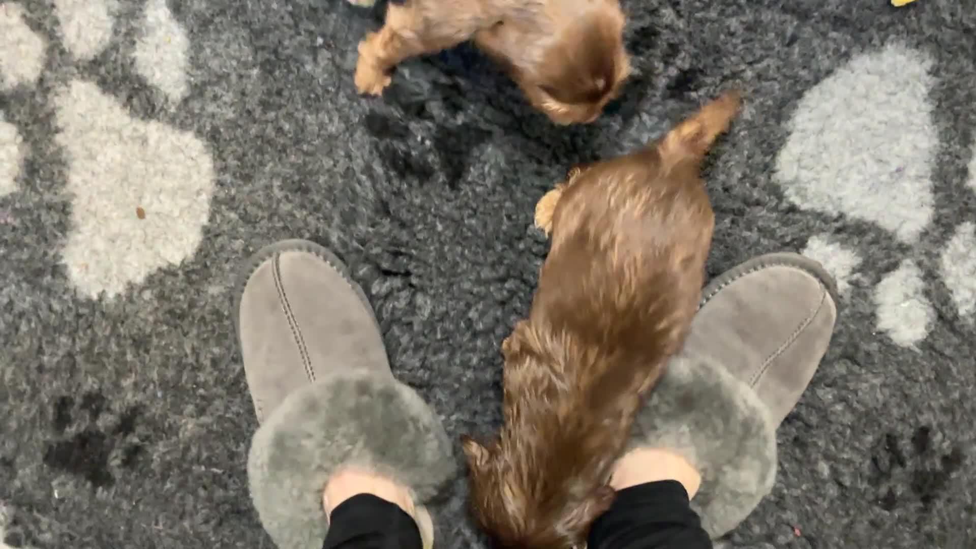 Cocker Spaniel dogs for sale: KC Reg Show Cocker Ext health tested - Video 2