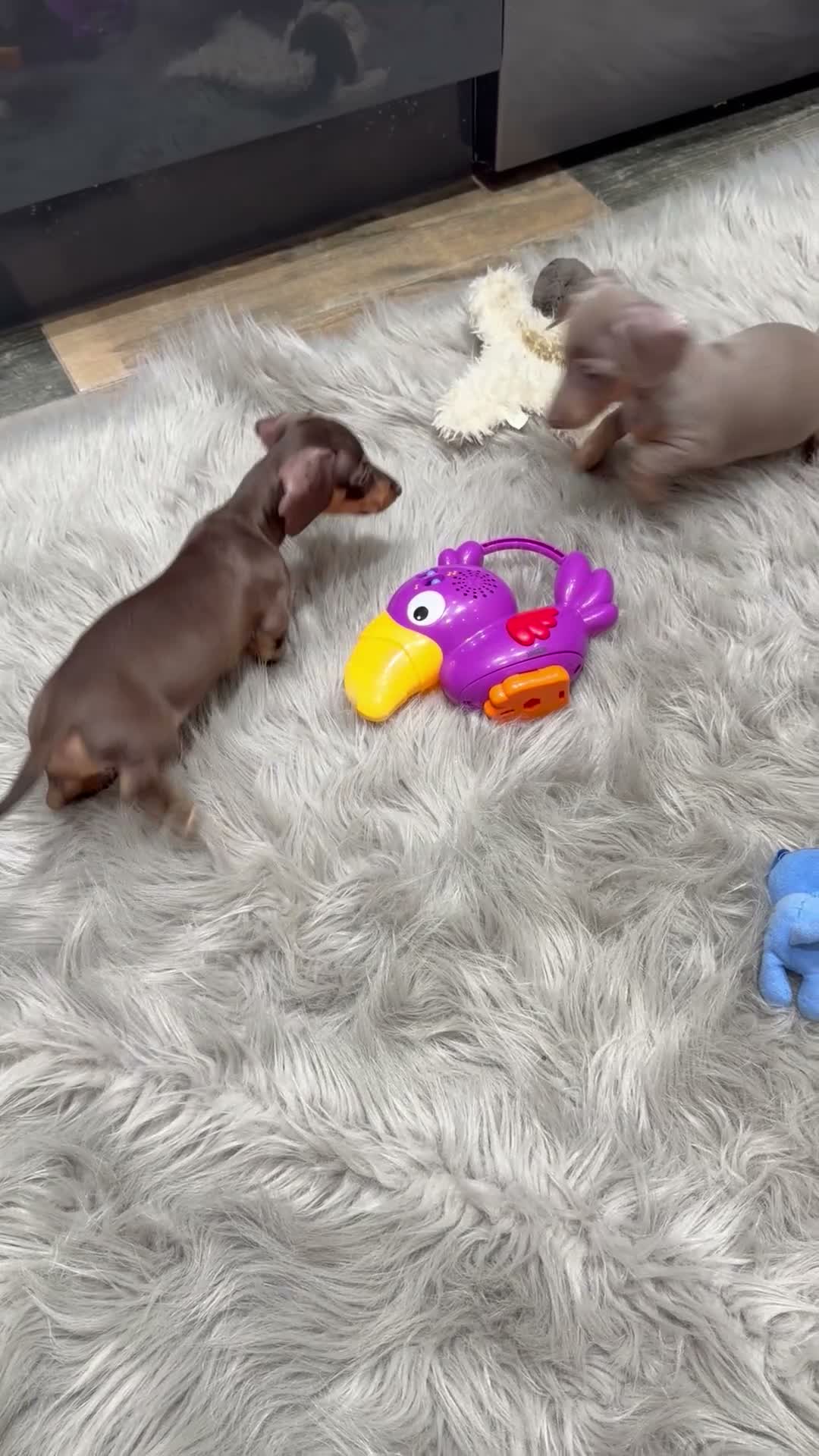 Miniature Dachshund dogs for sale: KC Reg Mini Dachshund Puppys **READY TO LEAVE** - Video 1