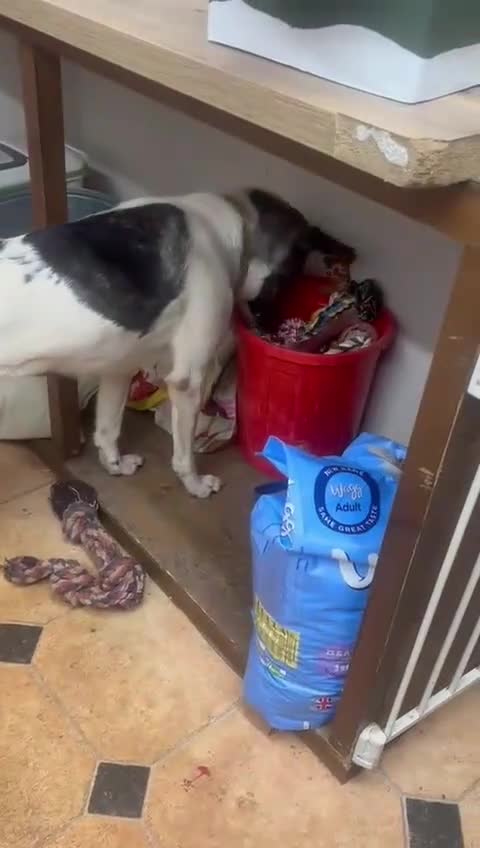 Mixed Breed dogs for adoption: Daisy - loves so hard. She just wants the same in Kidderminster - Video 3