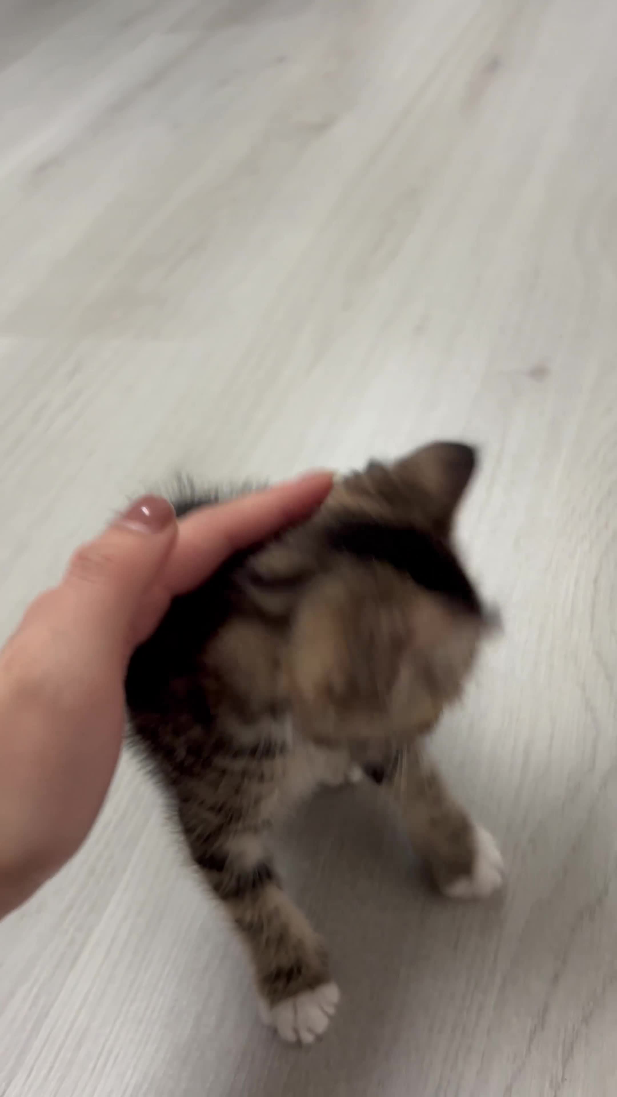 Mixed Breed cats for sale: 7 week kitten for sale - Video 1