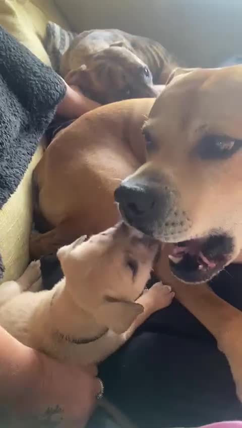 Mixed Breed dogs for sale: Mixed breed Litter of 8 pups - Video 1
