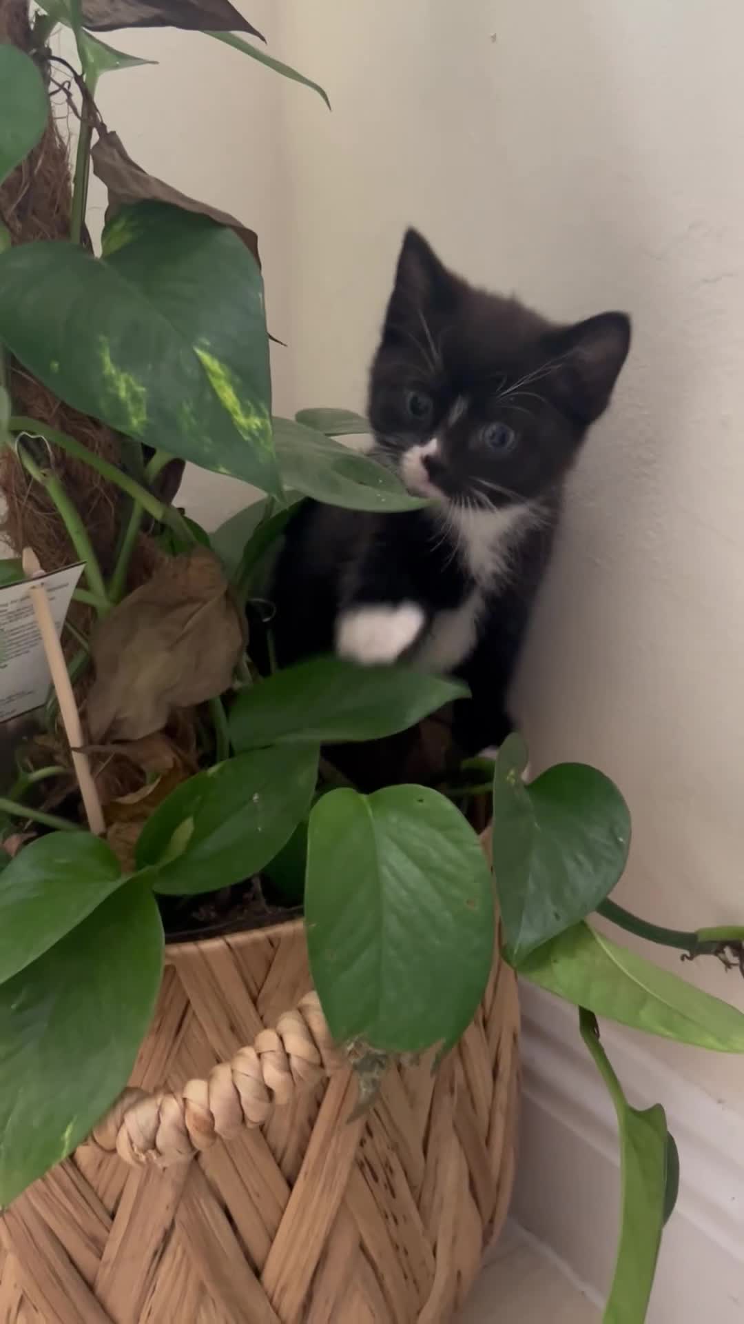 Mixed Breed cats for sale:     ✨ Stunning Longhair Kittens – Walter & Ted ✨  in Weston-super-Mare - Video 1