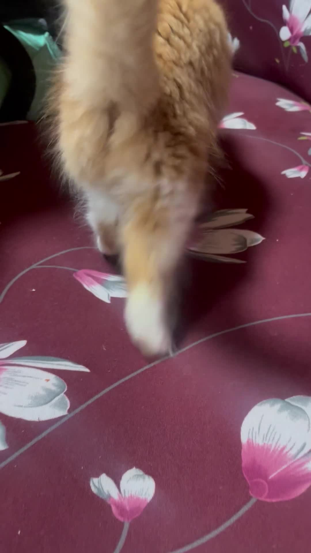 European cats for sale: Nice cat - Video 1