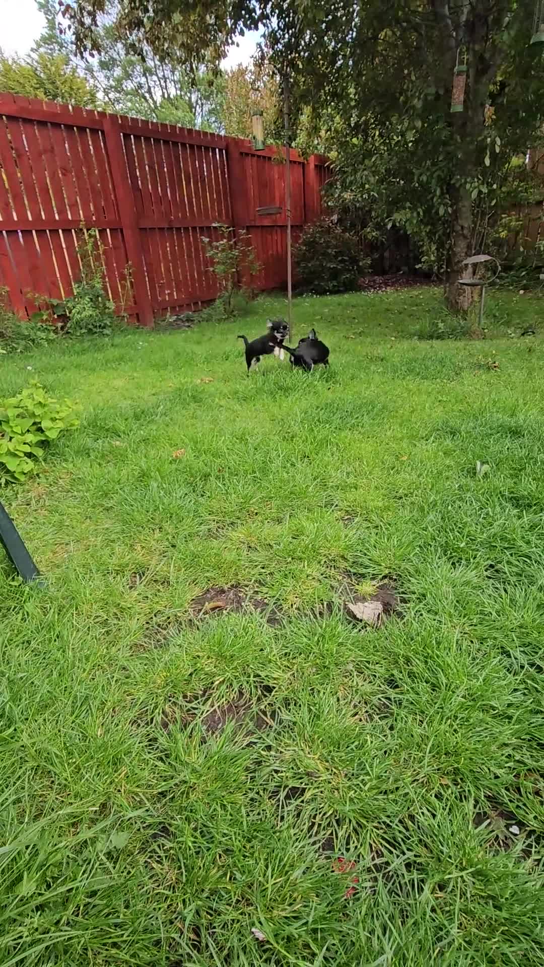 Chihuahua dogs for sale: 2 Gorgeous Female Chihuahua Pups  - Video 1