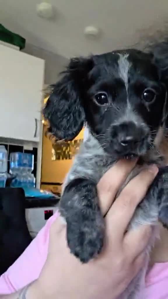Cockapoo dogs for sale: 😍Fully Vaccinated & Now ready to leave😍 - Video 3