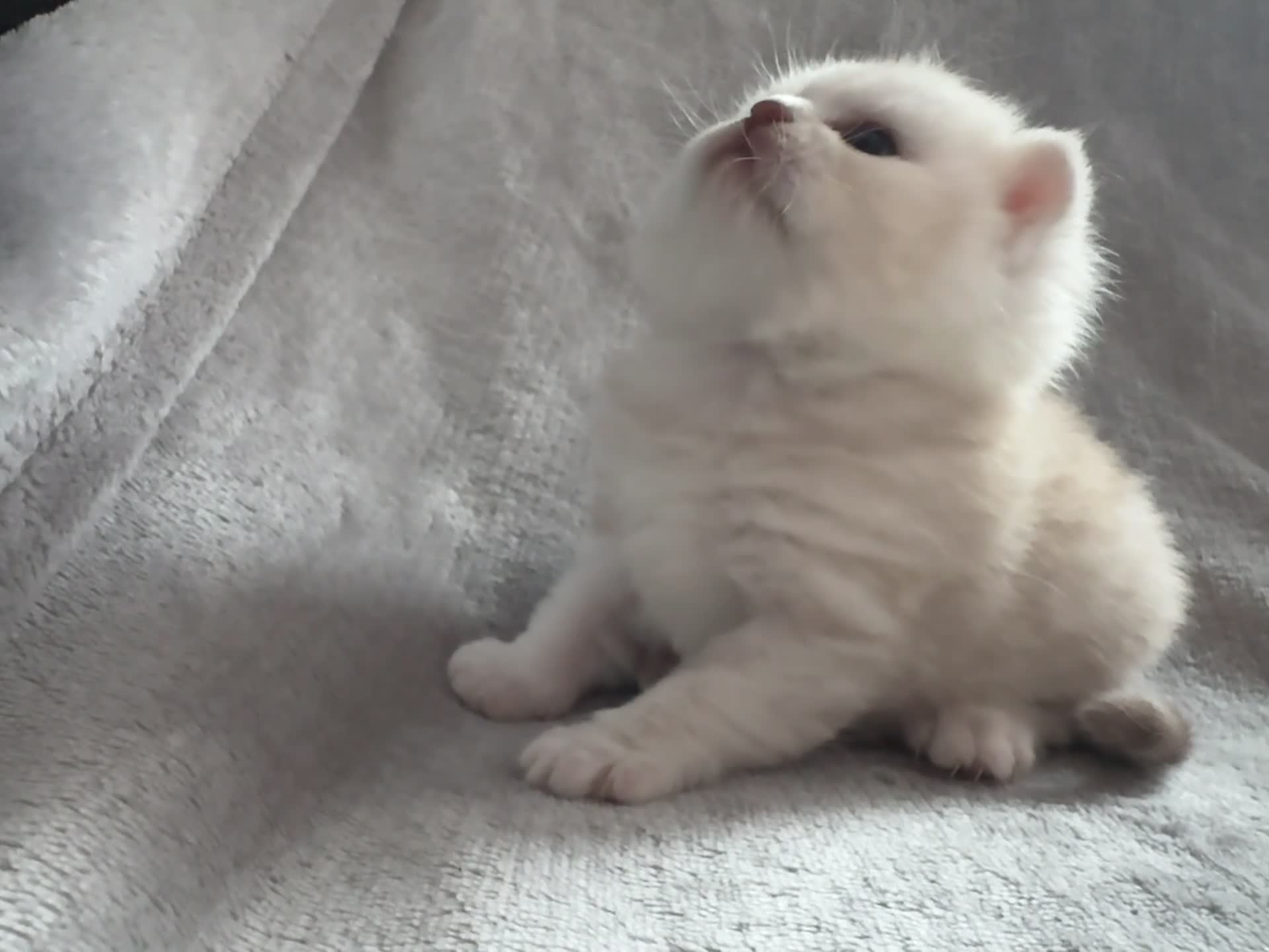 Scottish Fold cats for sale: 🐾 chocolate Scottish fold🐾 - Video 2