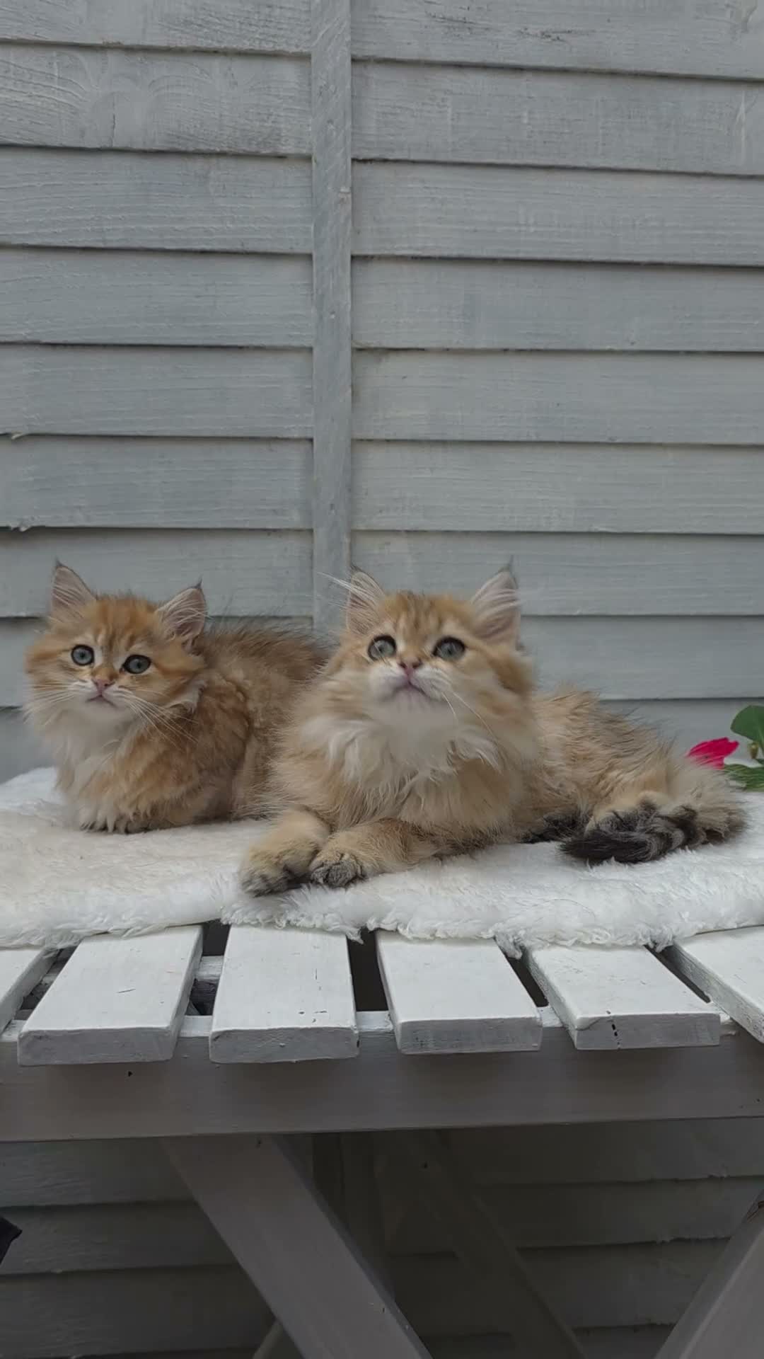 British Longhair cats for sale: Boy ready  - Video 1