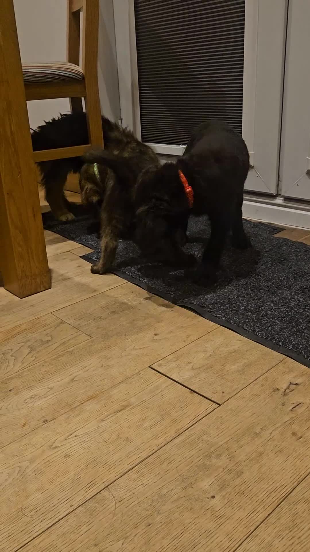 Mixed Breed dogs for sale: Rottweiler x poodle puppies ✨️ready now✨️ - Video 1