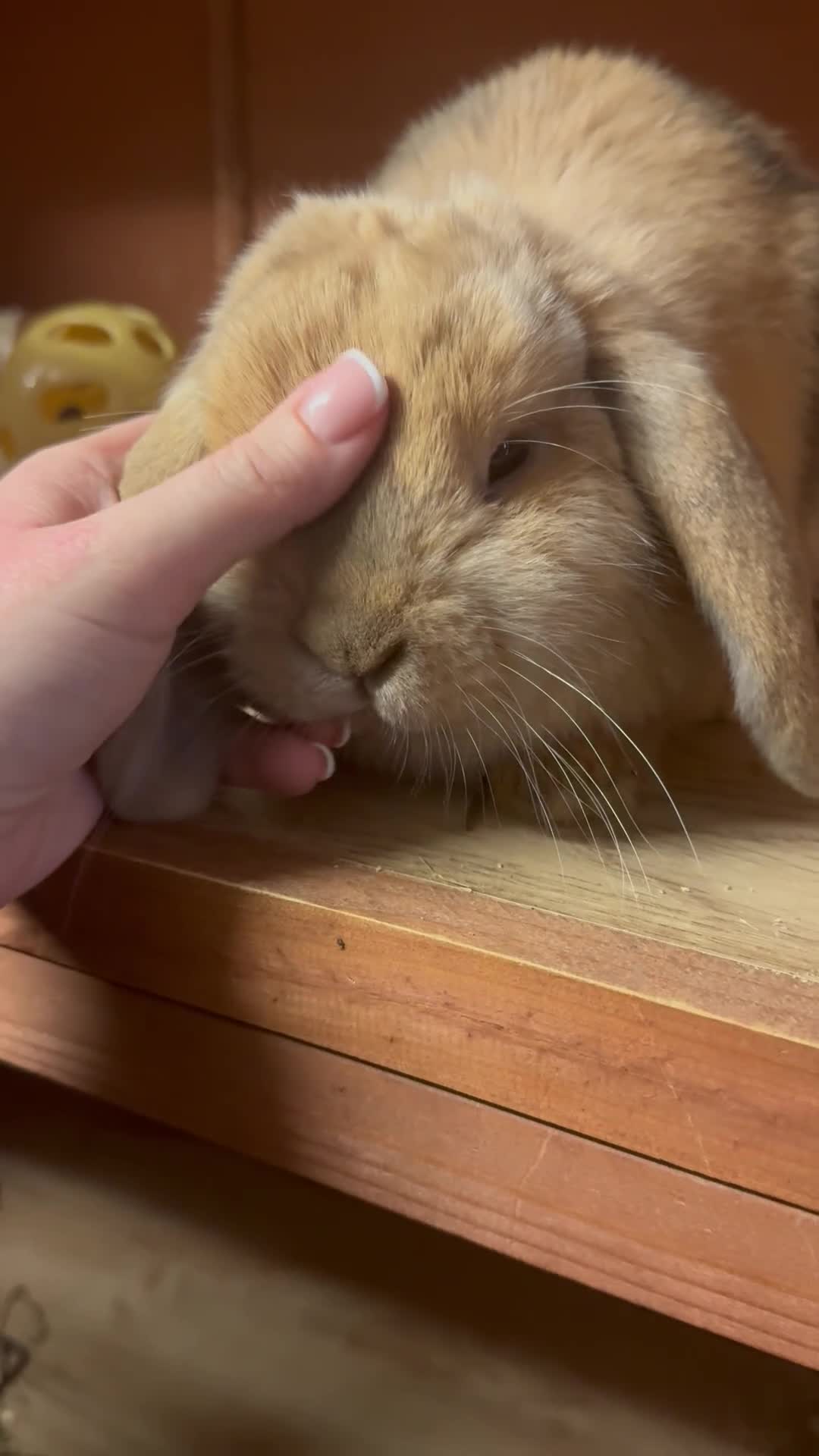 Mini Lop rabbits for sale: Mini Lop Buck  - Video 1