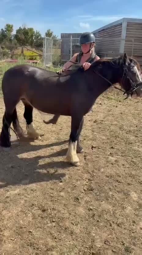 Irish Cob horses for sale: Cece  - Video 1