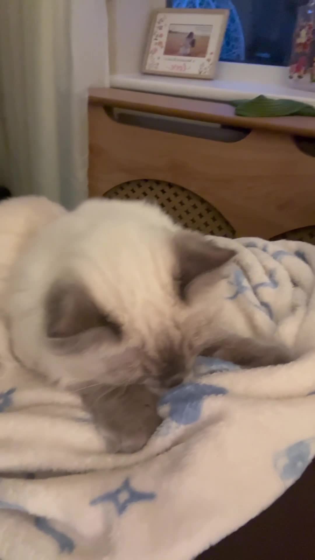 Ragdoll cats for sale: Beautiful Beau in London - Video 1