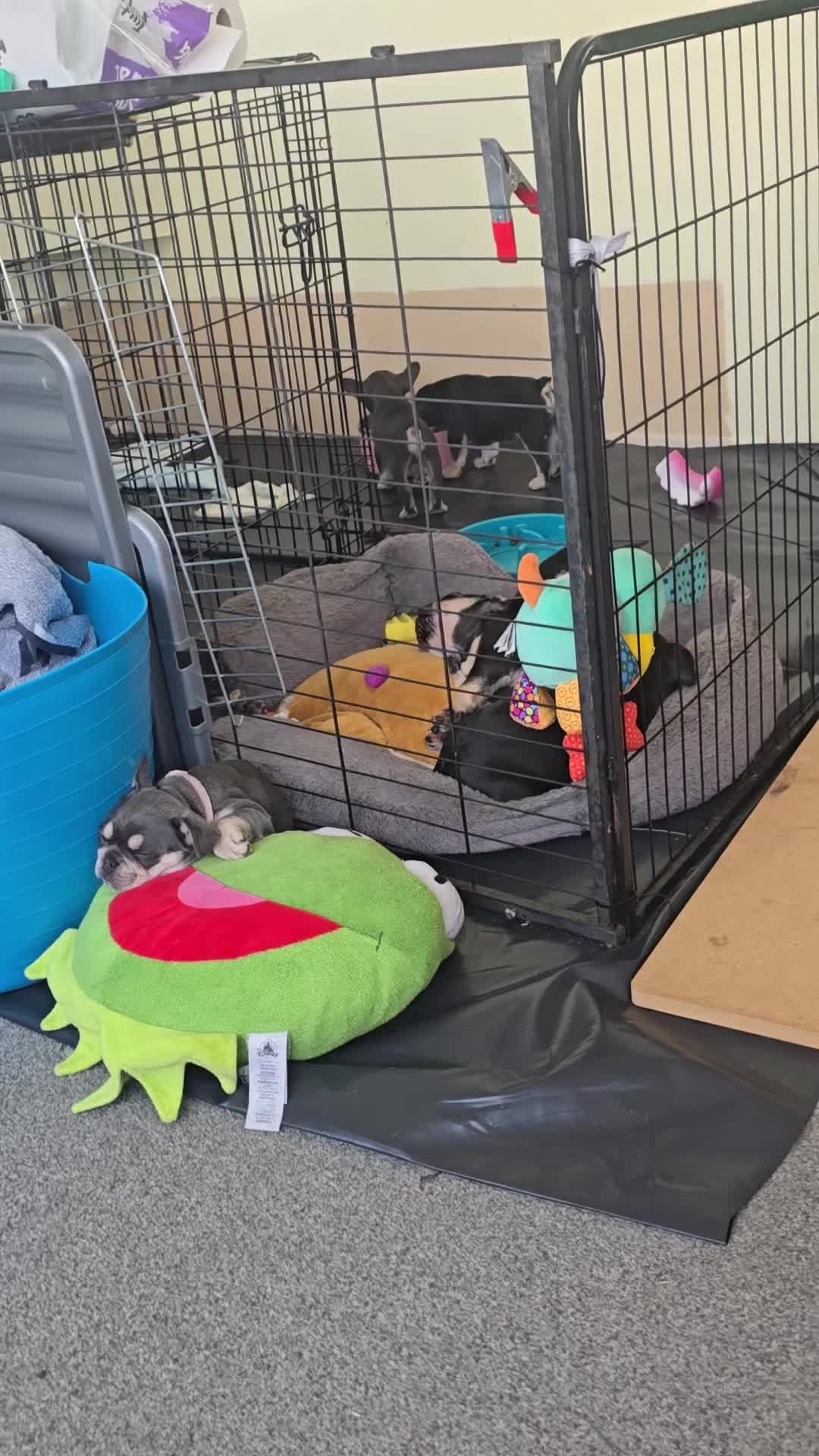 French Bulldog dogs for sale: French bulldog dog puppies  - Video 2