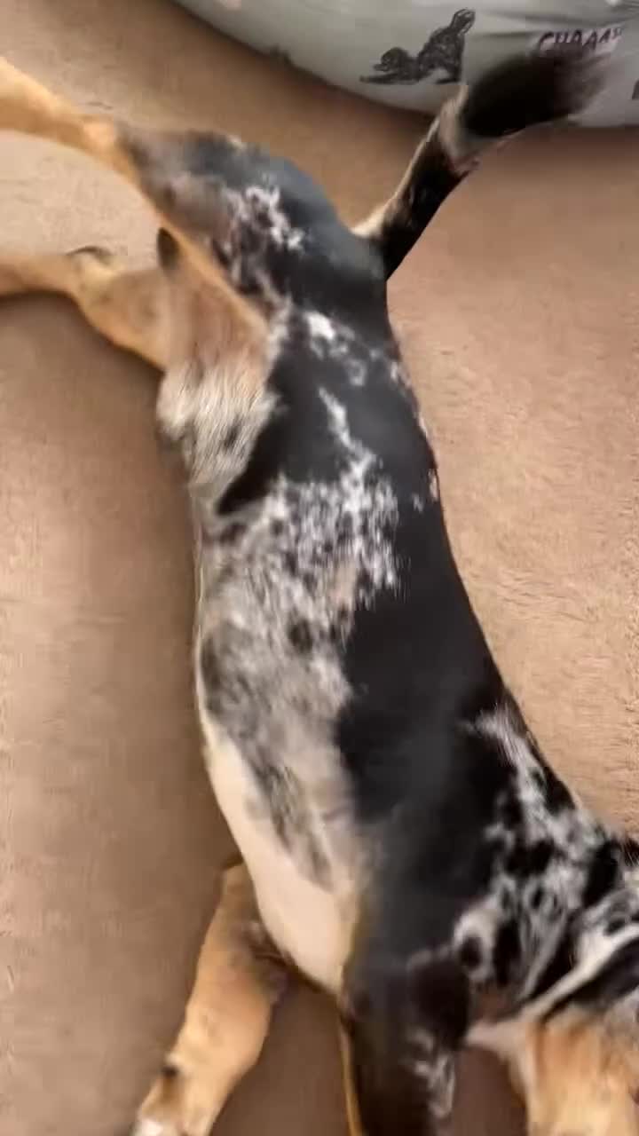 Dachshund dogs for sale: 1 year old Dachshund  - Video 1