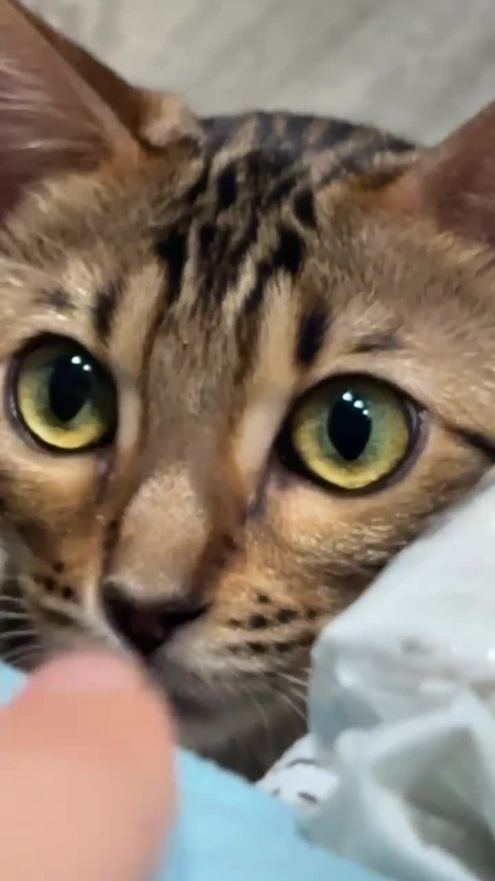Bengal cats for sale: Female Bengal cat Fifi - Video 1