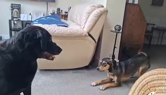 Mixed Breed dogs for adoption: FREYA - 18 Months Old, Hound Mix Girl - Video 1