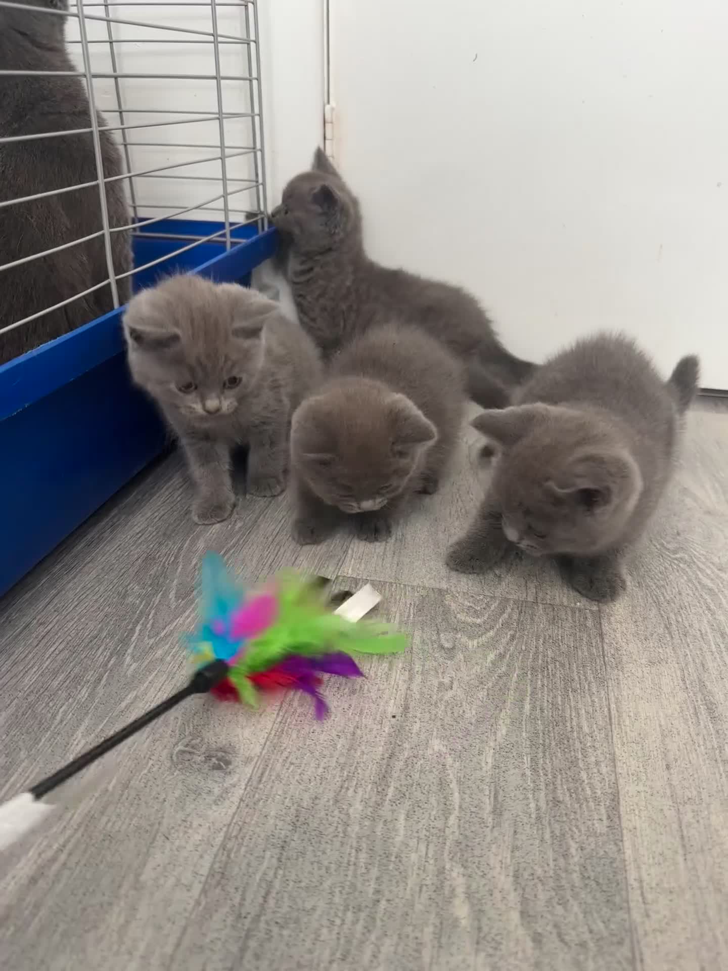 British Shorthair cats for sale: OUTSTANDING BRITISH SHORTHAIR KITTENS 🐈‍⬛ 🐾  - Video 2