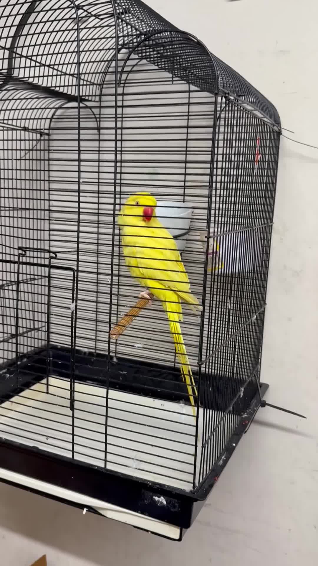 Ringnecks birds for sale:  for sale pair£400 No cage only birds for sale - Video 3