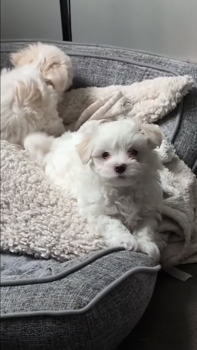 Maltese dogs for sale: Absolutely adorable Maltese girl  - Video 1