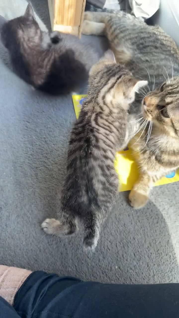 Domestic Shorthair cats for sale: 2 female kittens - Video 1