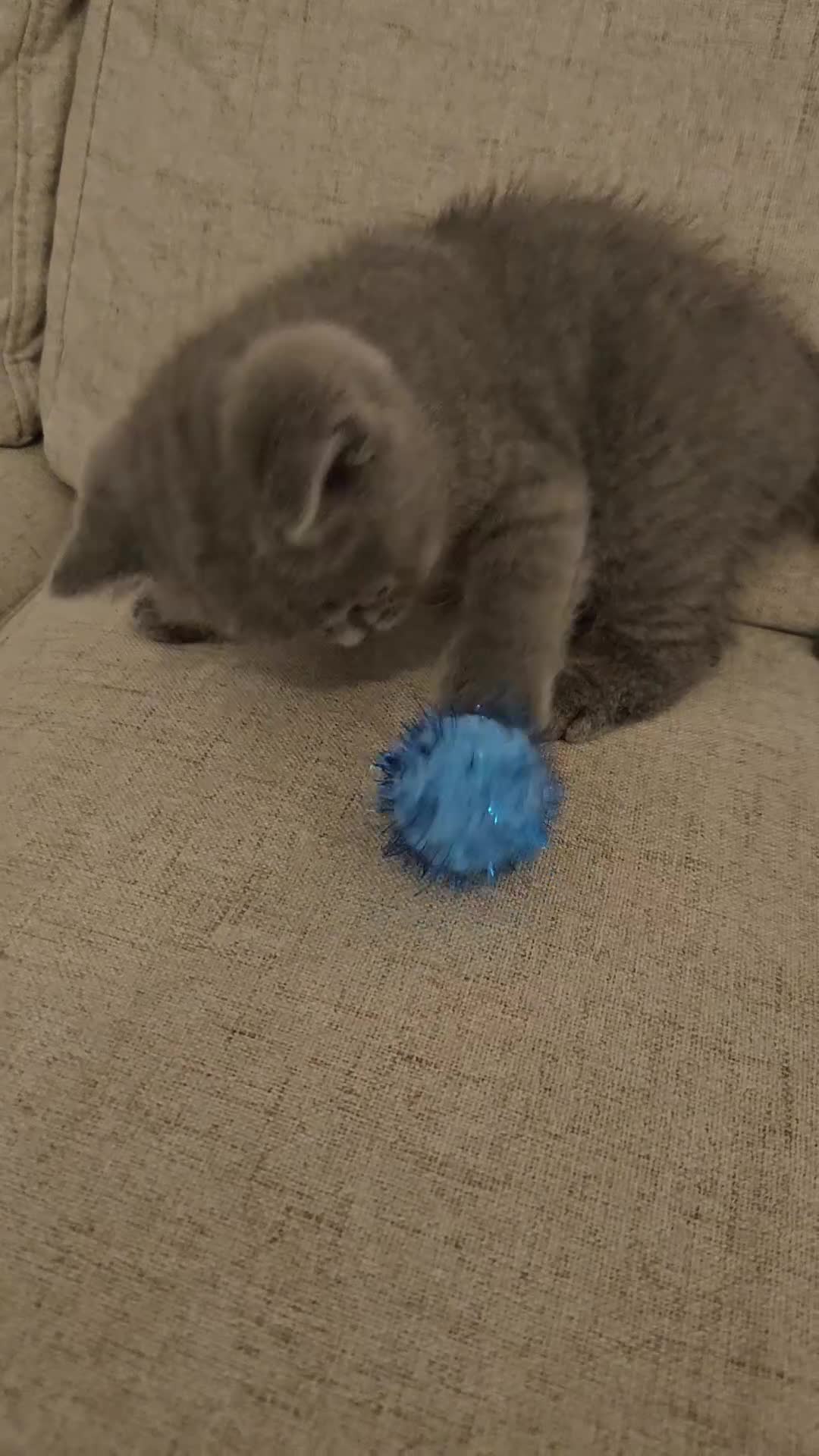 British Shorthair cats for sale: British Shorthair GCCF LAST kittens available - Video 2