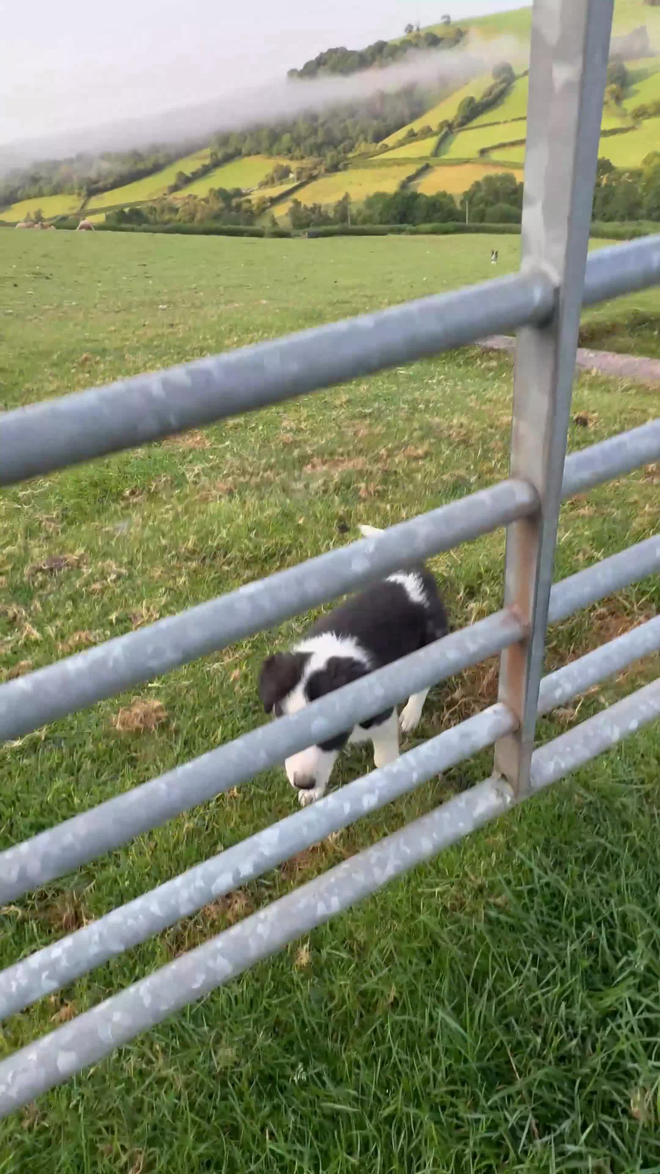 Welsh Collie dogs for sale: Stunning Welsh Border Collie Puppies – Rare Colour - Video 1