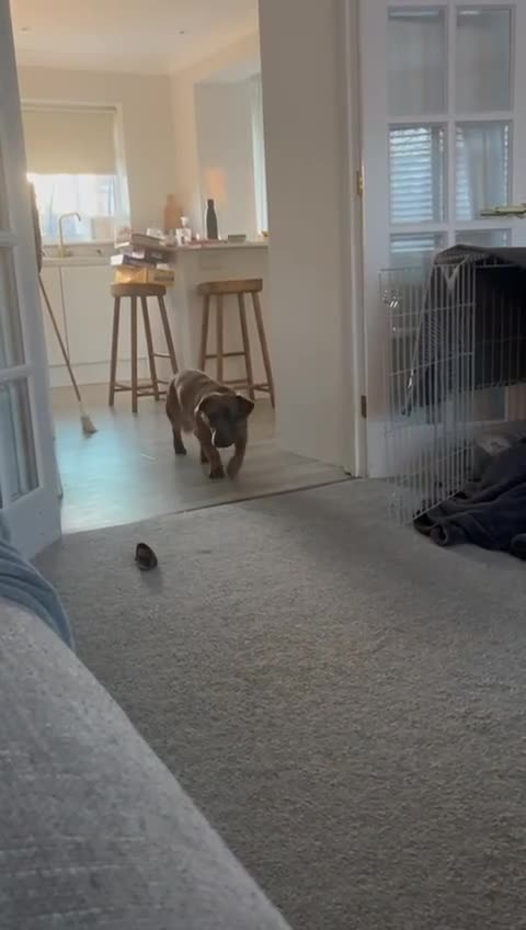 Mixed Breed dogs for adoption: Charming Charley looking for love - Video 1