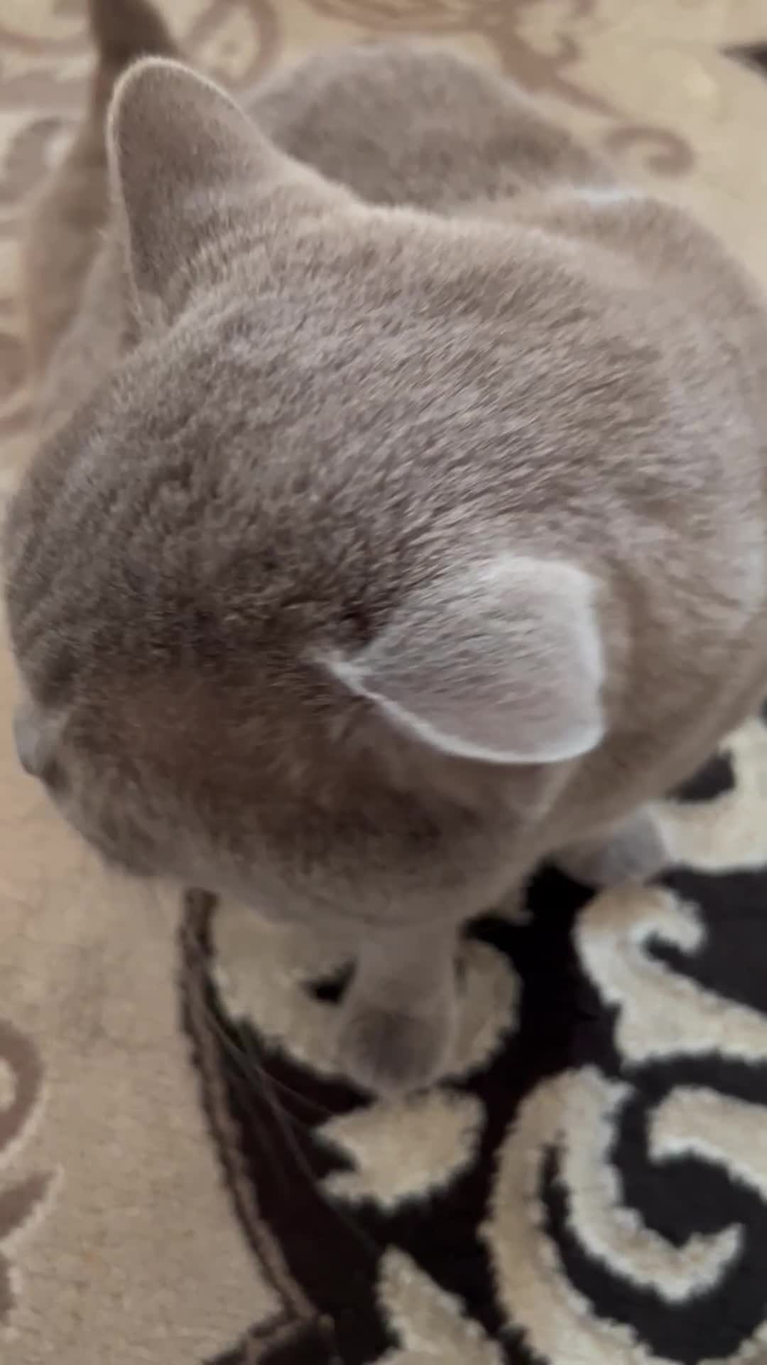British Shorthair cats for sale: PURE BRITISH SHORTHAIR  - Video 1