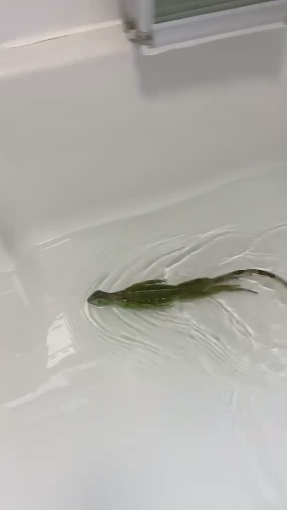 Iguana reptiles for sale: 11 month old green iguana  - Video 1