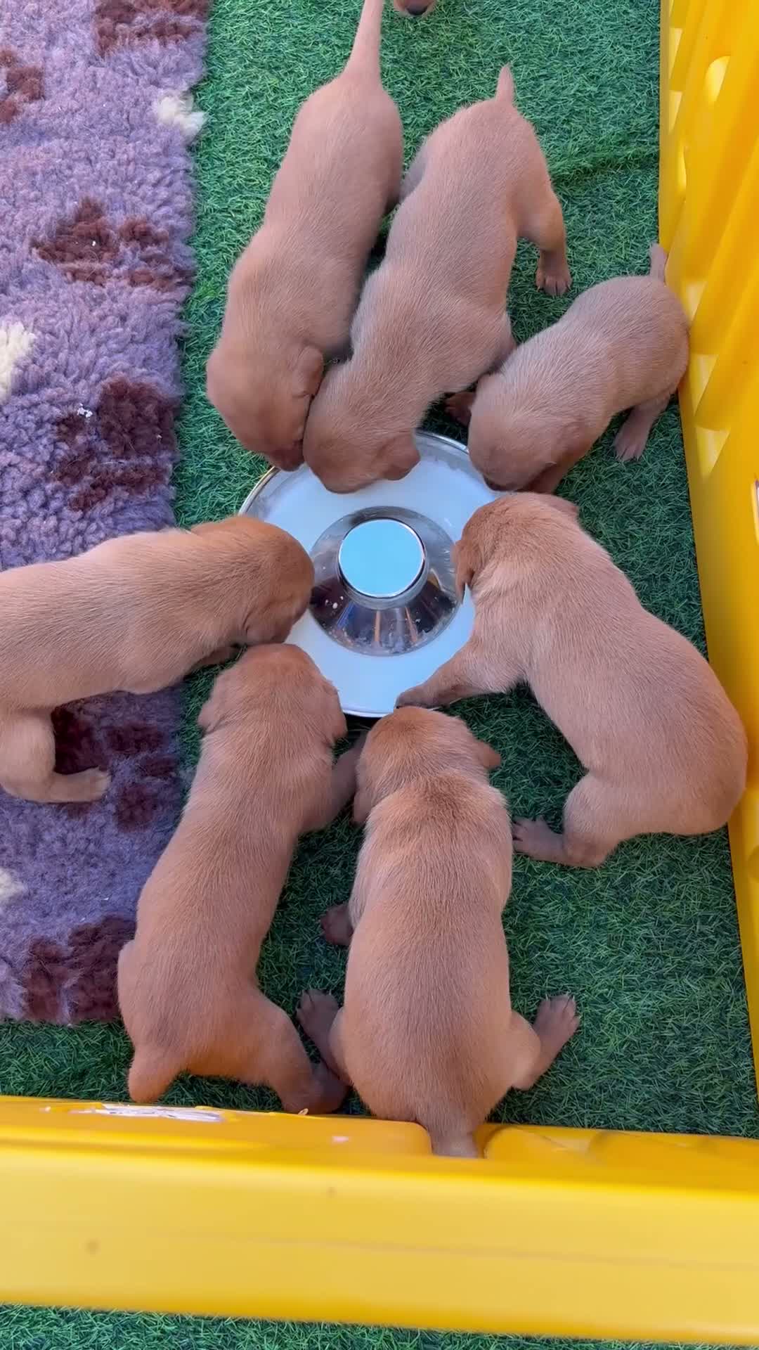 Labrador Retriever dogs for sale: STUNNING FOX RED PUPPIES - Video 1