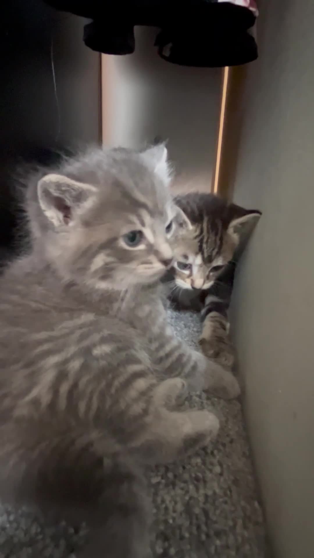 American Wirehair cats for sale: American wirehair/Long hair kittens for sale  - Video 1