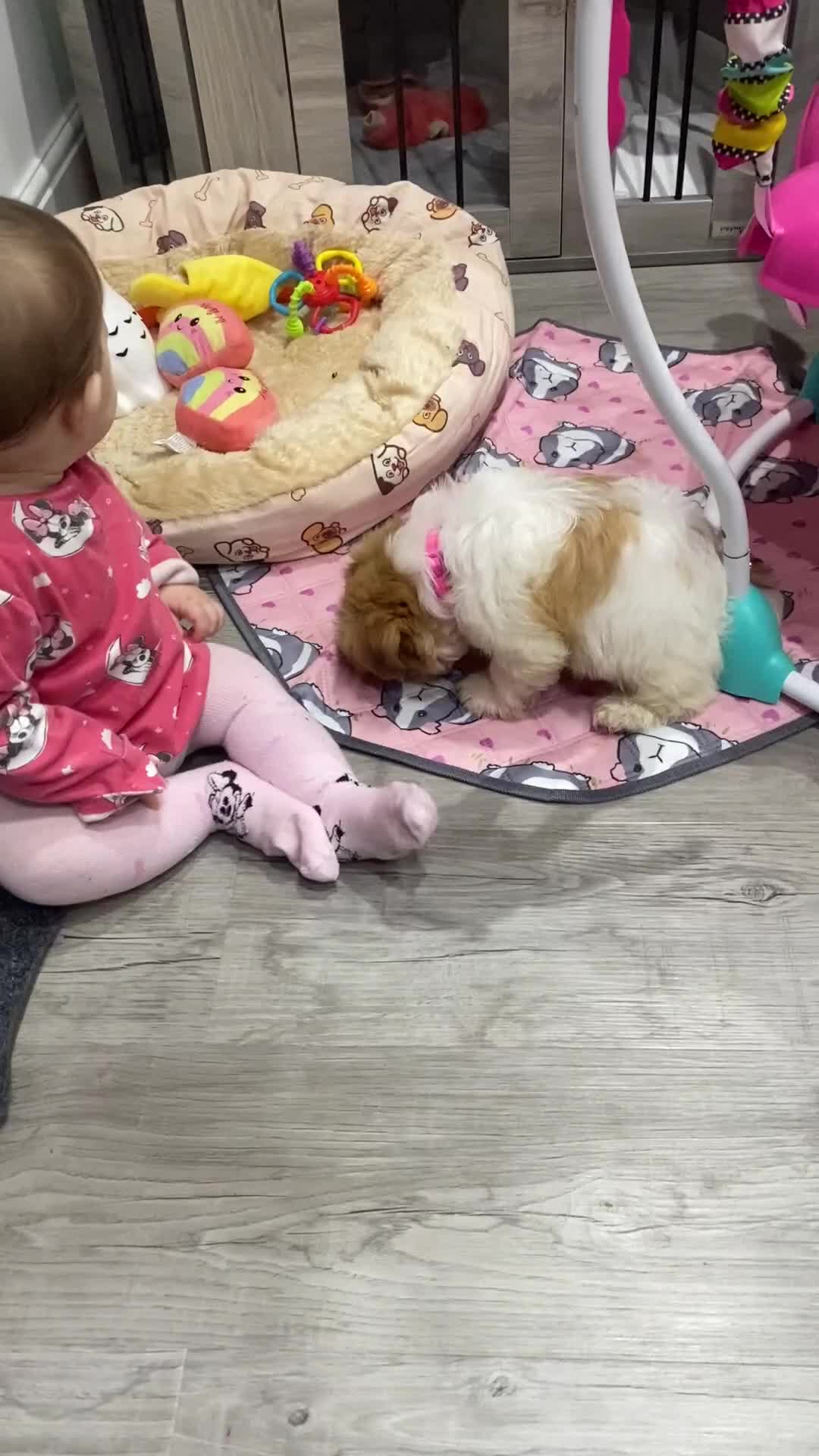 Shih Tzu dogs for sale: Sad sale - Video 1