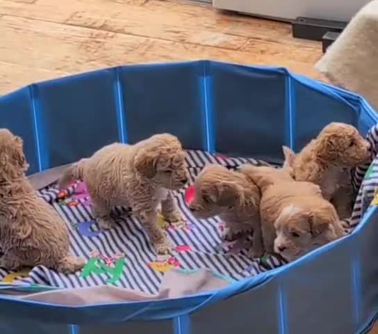 Maltipoo dogs for sale: F1B Maltipoo Puppies - Red & White, Home Raised - Video 1