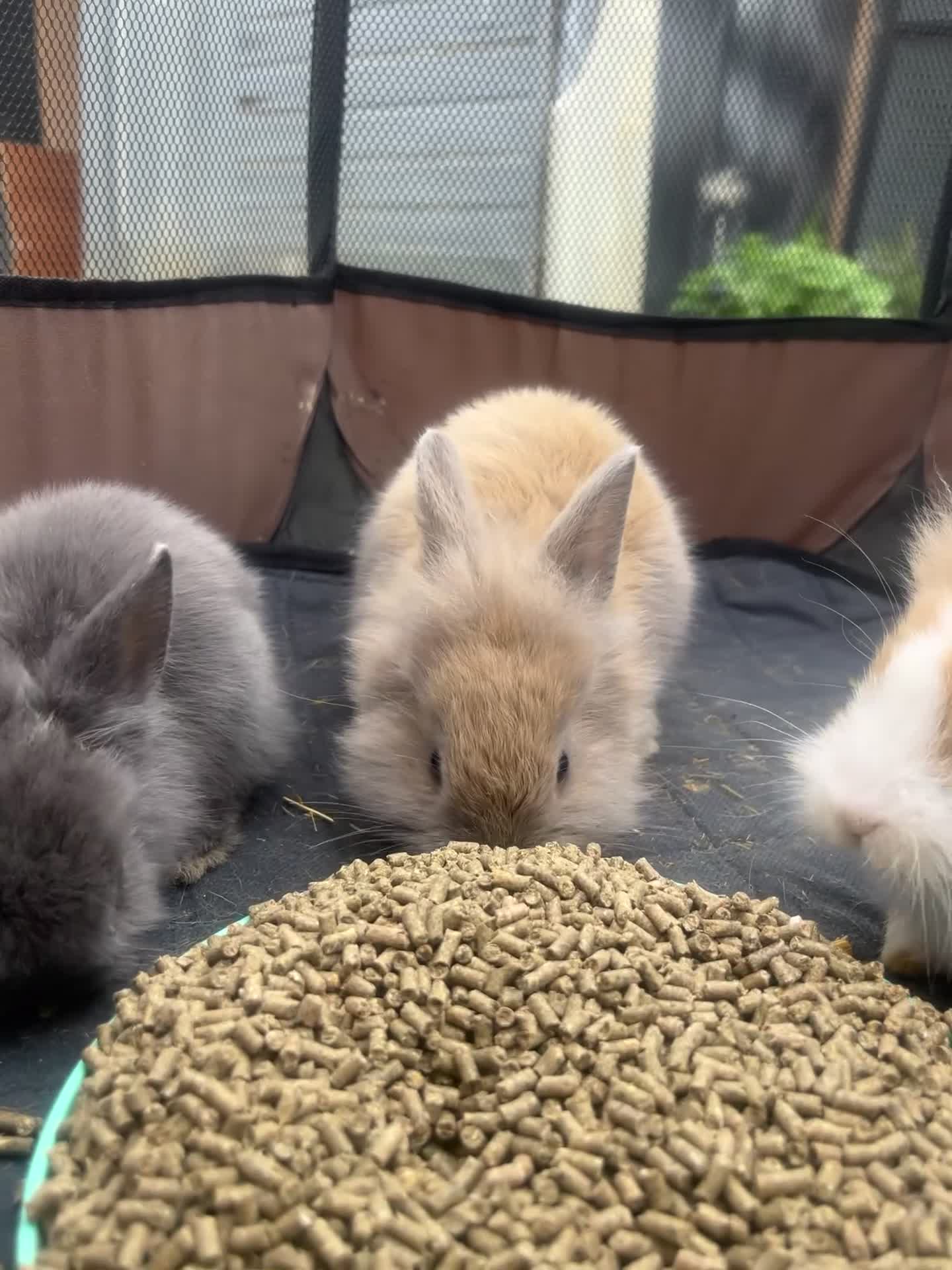 Lionhead rabbits for sale: Lion Head Bunnies  - Video 1