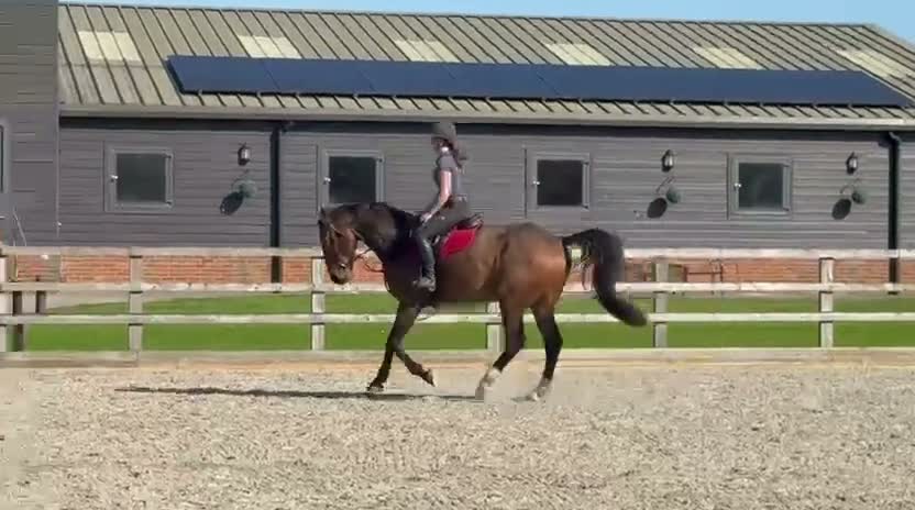 Belgian Warmblood horses for sale: Gentle Giant - Video 1