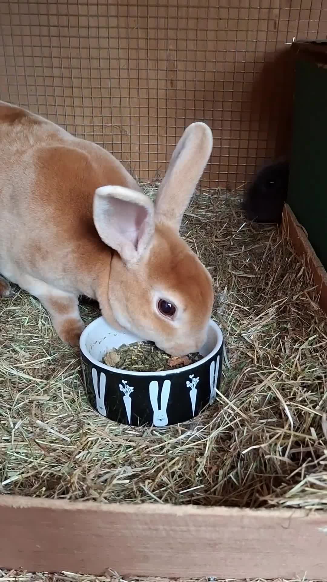 Rex rabbits for sale: Bonded rex rabbit pair in Bristol - Video 1