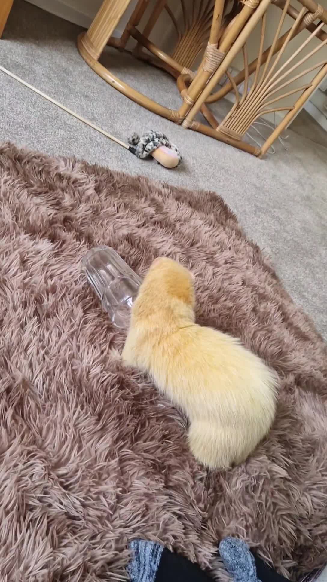 Ferret rodents for sale: 2 Male Albino Ferrets With Everything  - Video 1