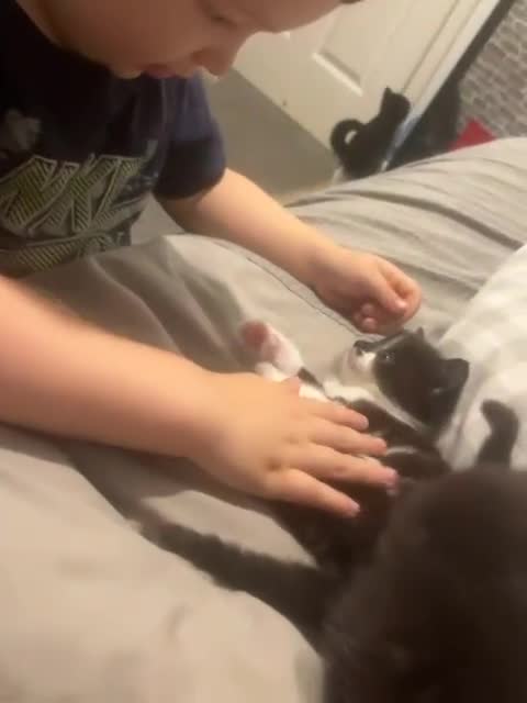 Mixed Breed cats for sale: Fluffy kittens - Video 1