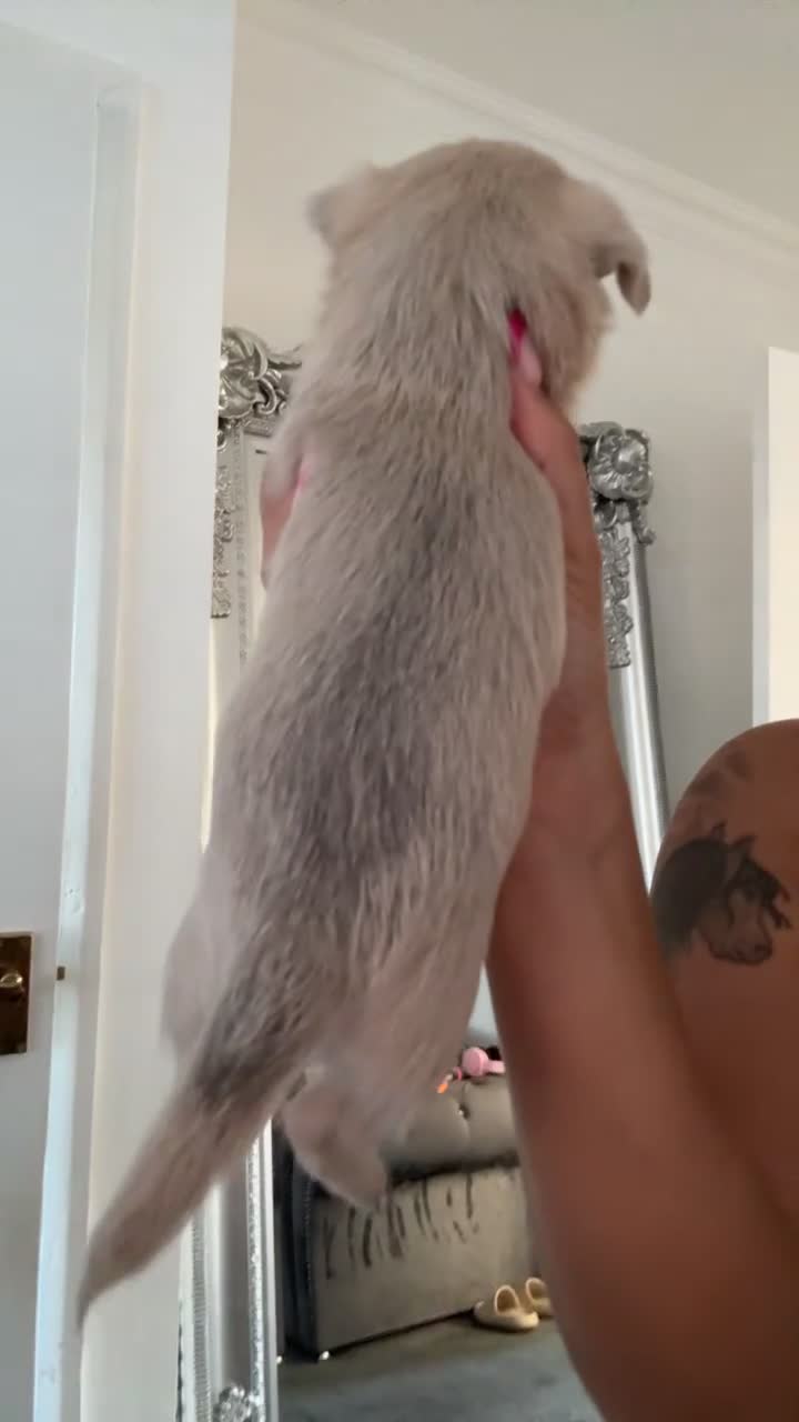 Chihuahua dogs for sale: Chihuahua Puppies For Sale! - Video 1
