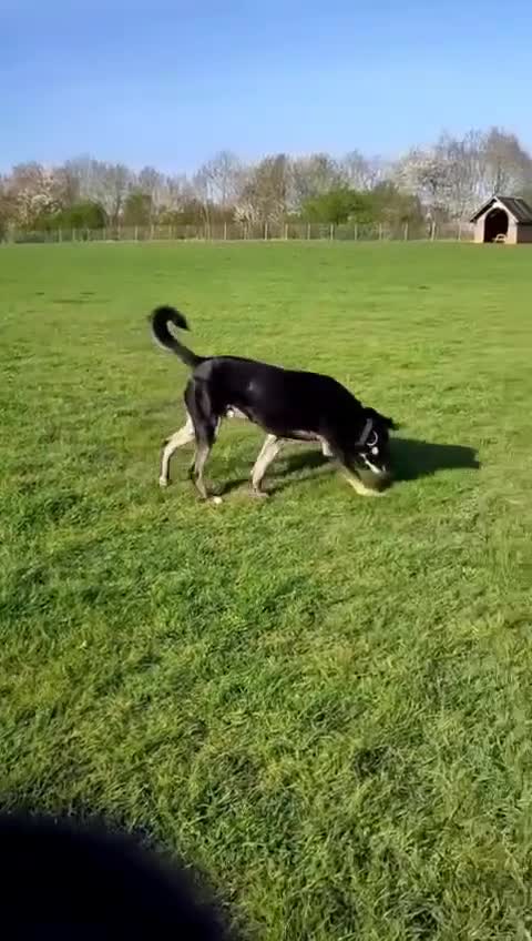 Mixed Breed dogs for adoption: BUSTER- quiet home wanted for sensitive young boy - Video 2