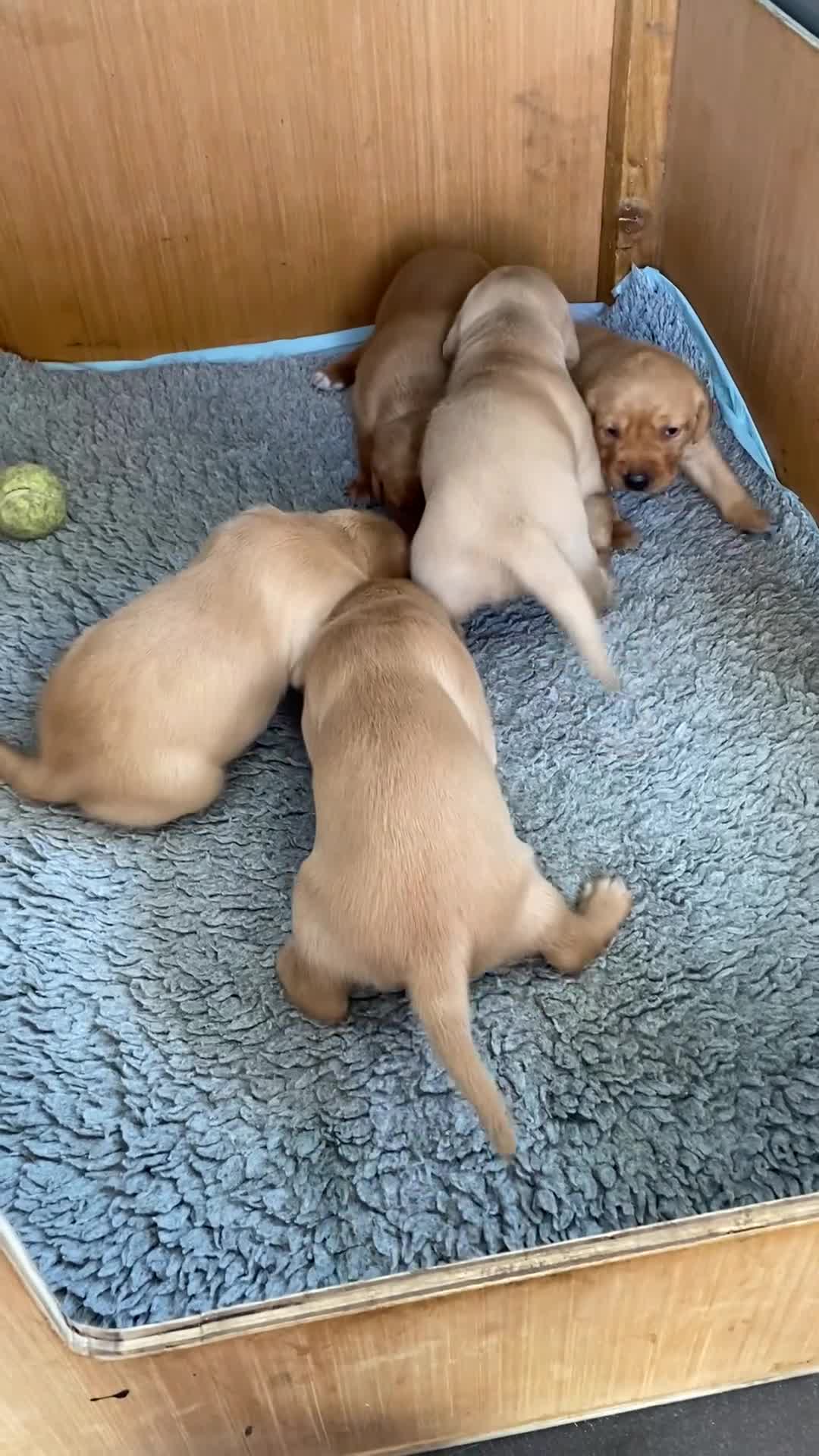 Labrador Retriever dogs for sale: Gorgeous KC registered Labrador Puppies  - Video 1