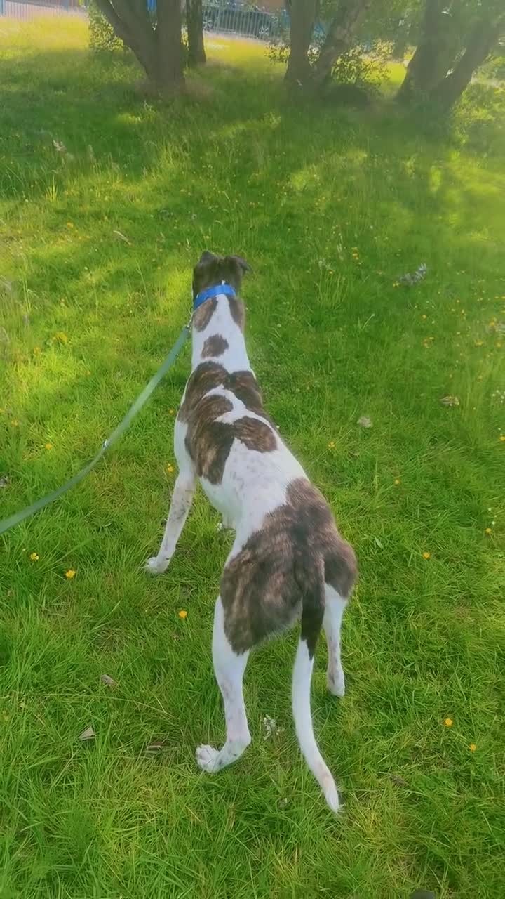 Greyhound dogs for sale: Greyhoud. Looking for new home  - Video 1