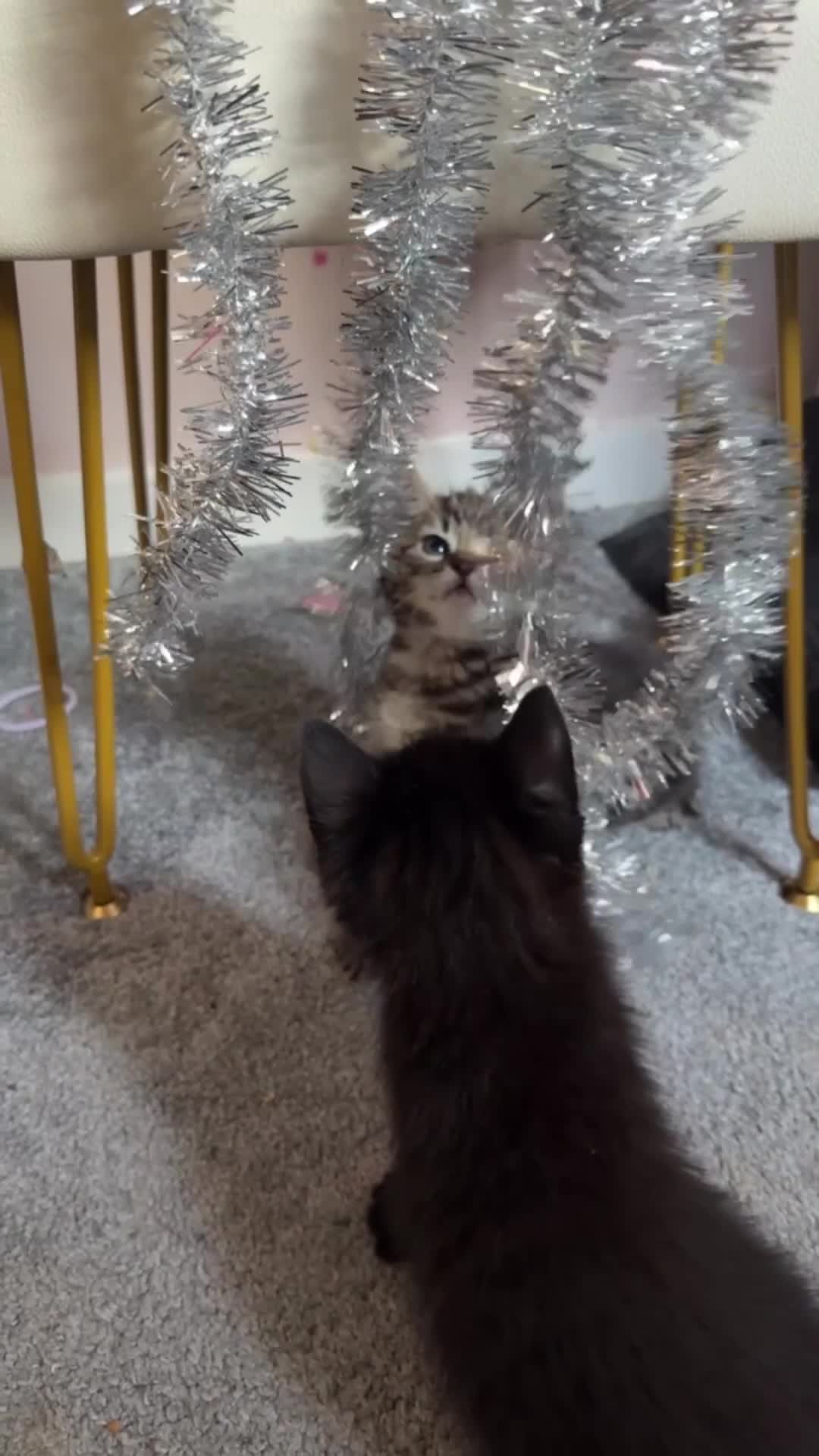 Domestic Shorthair cats for sale: 3 Male Kittens - Video 1