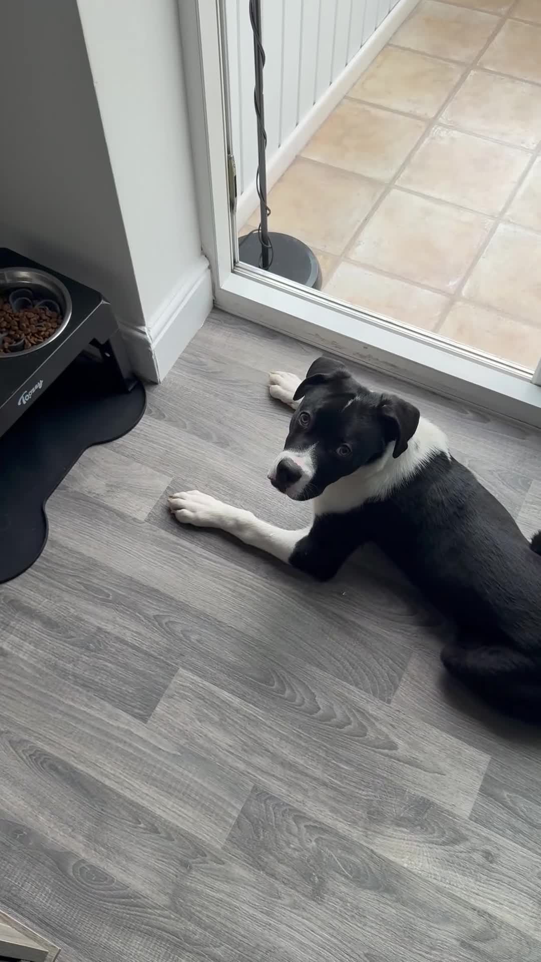 Mixed Breed dogs for sale: Cane corso for 5star home - Video 3